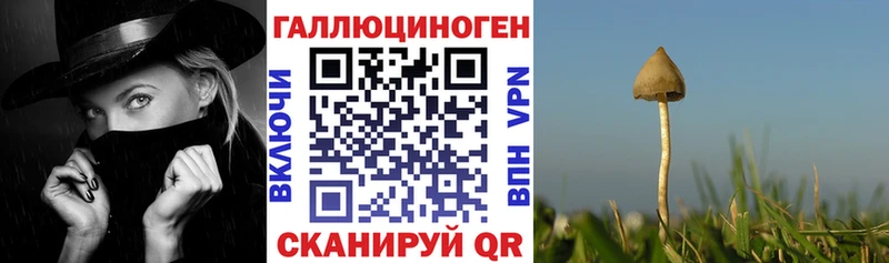 купить   Цоци-Юрт  Псилоцибиновые грибы мицелий 